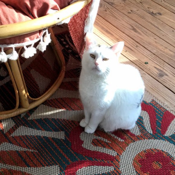 Pet friendly closet! - Picture 5 of 9